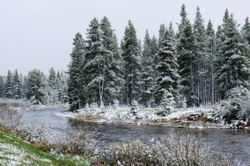 A serene winter landscape featuring a snow-covered river surrounded by tall evergreen trees.