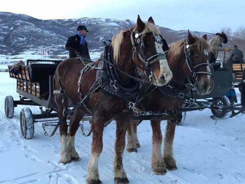 Two draft horses in harness stand in the snow, pulling a wooden sled, with a man in a hat nearby and mountains in the background.