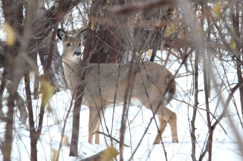 A deer stands among trees in a snowy landscape, partially obscured by branches.