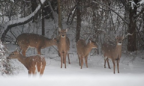 A group of deer standing in a snowy forest, surrounded by trees and falling snowflakes.