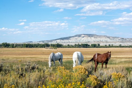 Three horses graze in a grassy field with rolling hills and a blue sky in the background.