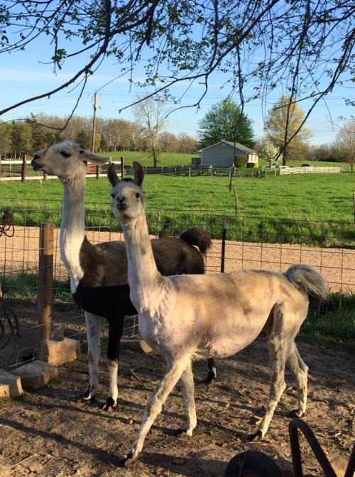 Two llamas stand in a grassy area, one light-colored and the other dark, with trees and a barn in the background.