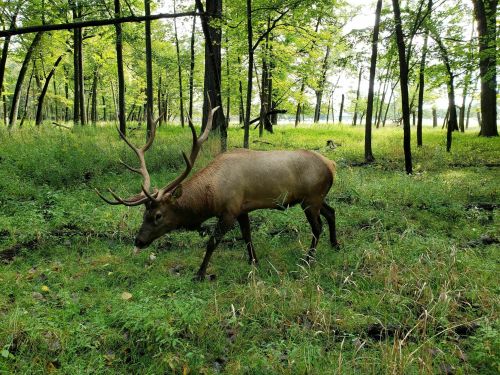 A large elk with antlers grazes in a lush, green forest surrounded by trees.
