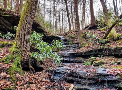 A serene forest scene featuring a small waterfall cascading over rocky steps, surrounded by trees and green foliage.