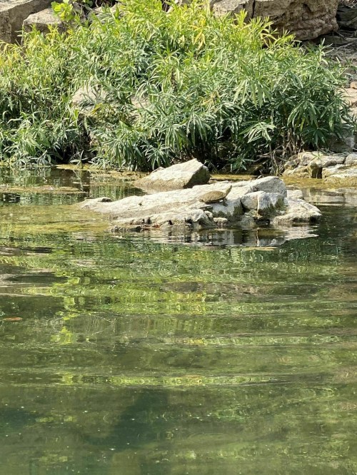 A rocky outcrop in a calm body of water, surrounded by lush green plants and gentle ripples reflecting the scenery.