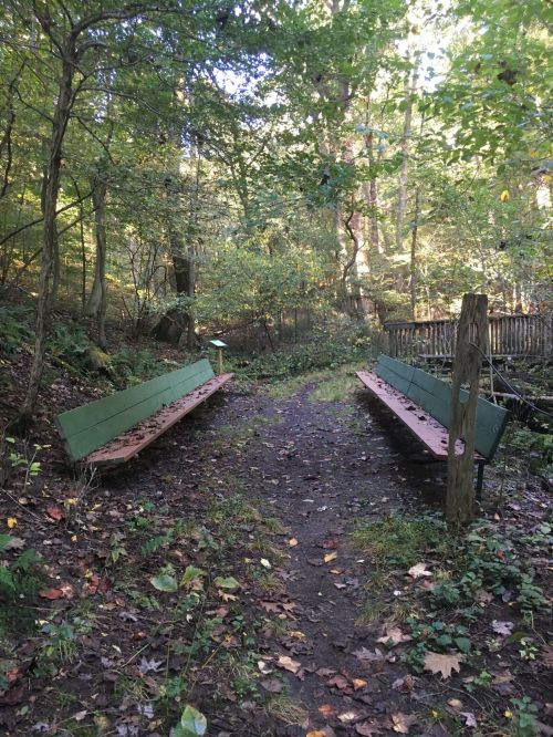 Two green benches face each other on a dirt path in a wooded area, surrounded by trees and fallen leaves.