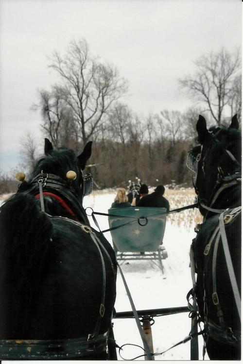 Two black horses pull a sleigh through a snowy landscape, with passengers enjoying the ride in the background.