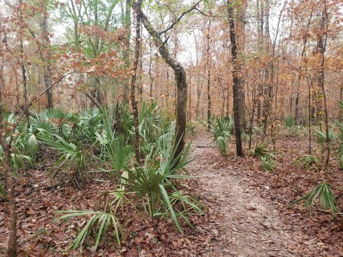 A winding path through a forest with brown leaves and green plants, surrounded by trees in autumn.