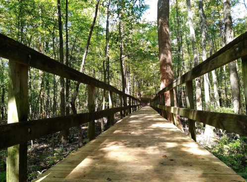 A wooden boardwalk stretches through a lush green forest, surrounded by tall trees and dappled sunlight.