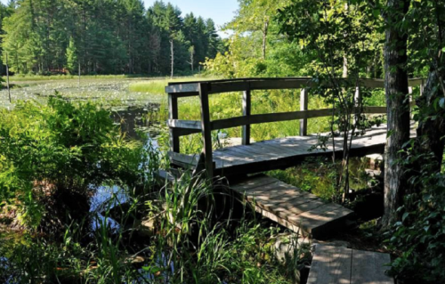 A wooden bridge over a serene pond surrounded by lush greenery and trees.