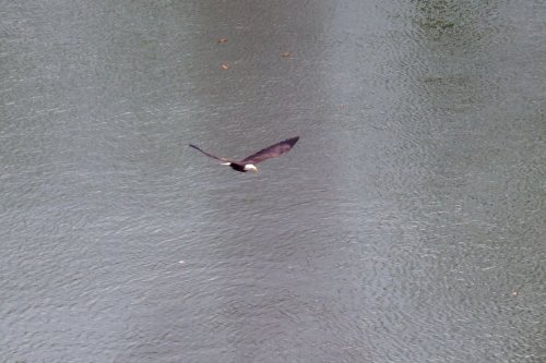 A bird glides over a calm body of water, its wings spread wide against a backdrop of rippling reflections.