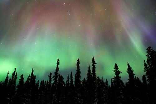 Vibrant auroras illuminate the night sky above a silhouette of tall evergreen trees.