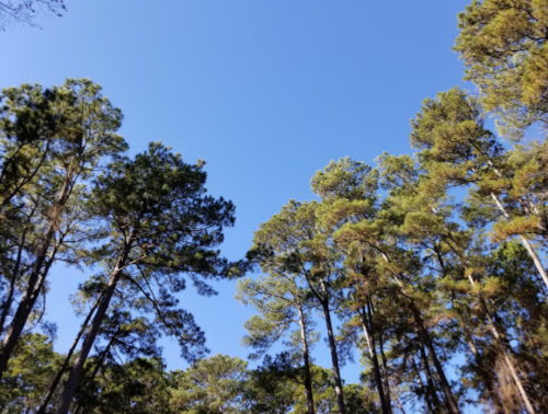 Looking up at tall trees against a clear blue sky.
