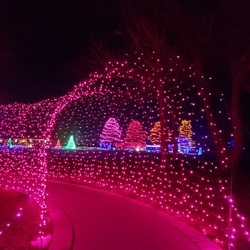 A pathway illuminated by pink lights, leading to colorful, festive trees in the background at night.