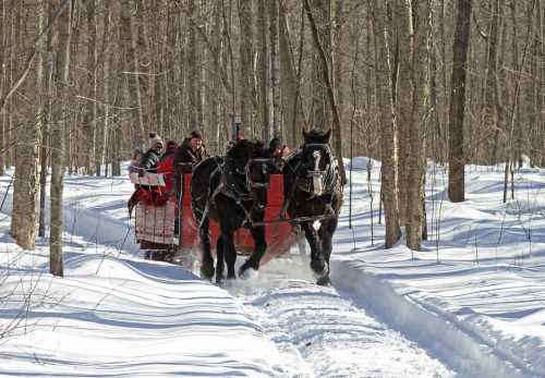 A horse-drawn sleigh travels through a snowy forest, with passengers bundled up in winter clothing.