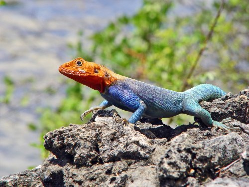 A colorful lizard with an orange head and blue body perched on a rocky surface, surrounded by greenery.
