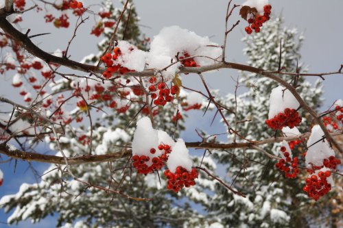 Red berries covered in snow on branches, with evergreen trees and a cloudy sky in the background.