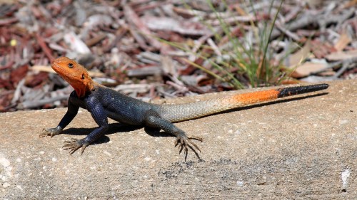 A colorful lizard with an orange head and tail, and a blue body, resting on a stone surface.