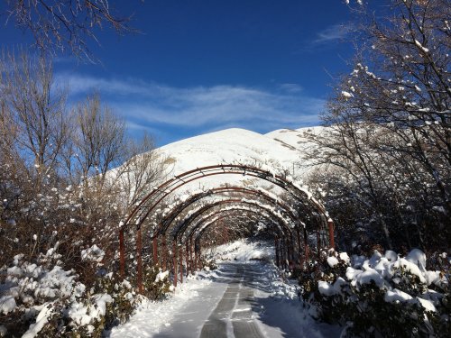 A snow-covered path leads through an archway of bare trees, with a mountain in the background under a clear blue sky.