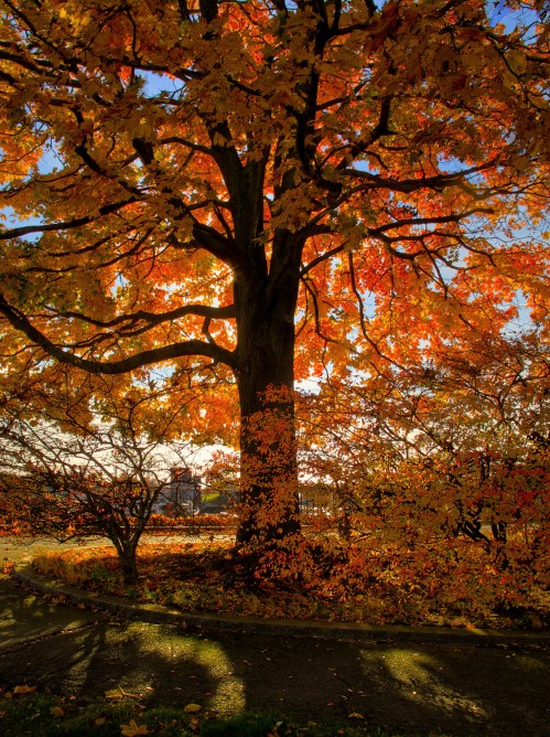 A large tree with vibrant orange and yellow leaves, casting shadows on the ground in a sunny autumn setting.