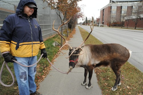 A man in a jacket walks a reindeer on a leash along a sidewalk lined with trees and a road.