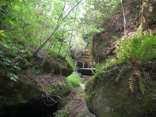 Lush green forest with rocky terrain and a small stream, surrounded by ferns and trees. A wooden bridge is visible in the distance.