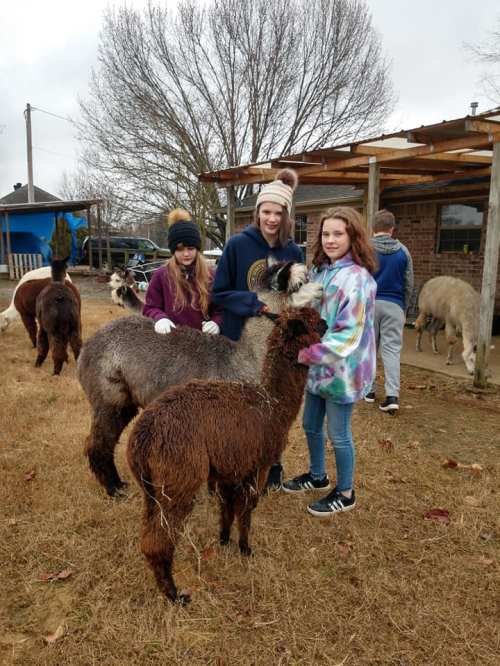 Three girls interact with llamas in a grassy area, with a few other animals and a building in the background.