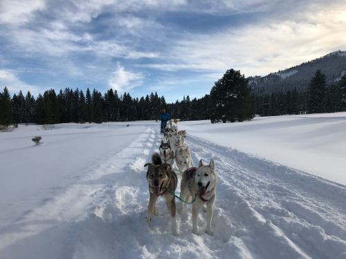 A team of sled dogs pulls a musher through a snowy landscape with trees and mountains in the background.