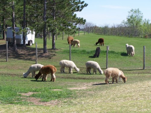 A group of alpacas grazing on green grass in a sunny field, with trees and a trailer in the background.