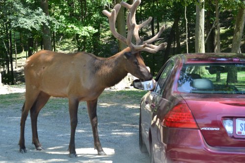 A deer with large antlers approaches a parked red car in a wooded area.