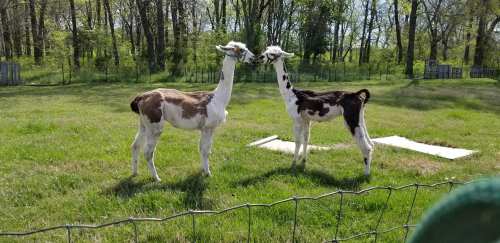 Two llamas stand close together in a grassy field, surrounded by trees and a fence.