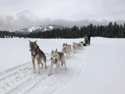 A team of sled dogs pulls a sled through a snowy landscape, with mountains and trees in the background.