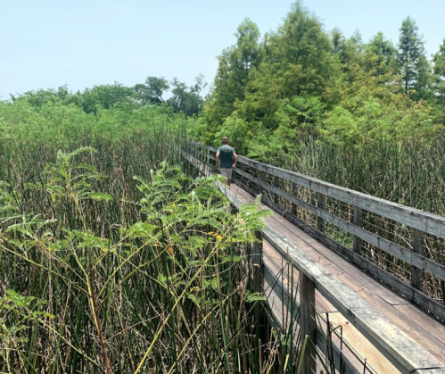 A person walks along a wooden boardwalk through tall green reeds and lush vegetation on a sunny day.