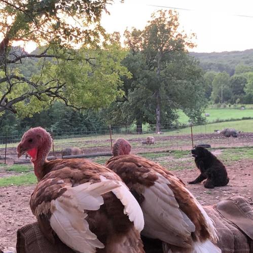 Two turkeys in the foreground with a dog sitting in the background on a farm, surrounded by greenery and livestock.