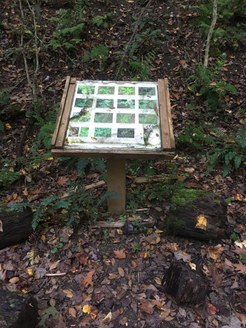 A wooden information sign with a grid of images, surrounded by fallen leaves and ferns in a forest setting.