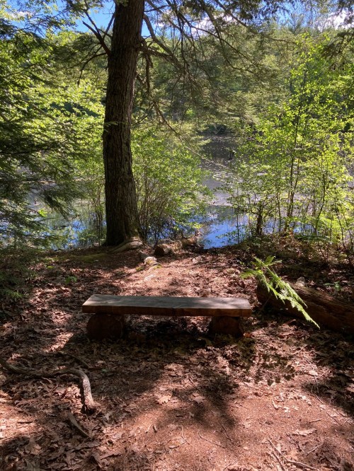 A wooden bench by a serene pond, surrounded by lush greenery and dappled sunlight filtering through the trees.