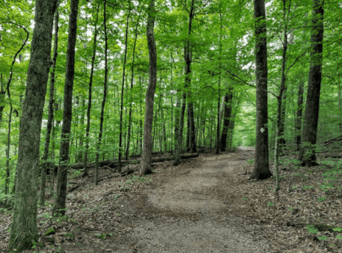 A serene forest path surrounded by tall green trees and lush foliage.