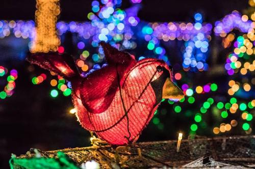 A decorative red bird made of lights, surrounded by colorful holiday lights in a festive setting.