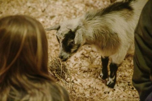 A goat munches on hay while a person with long hair watches from a distance in a cozy, woodchip-covered setting.