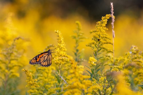 A monarch butterfly perched on vibrant yellow flowers in a sunny field.