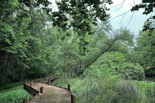 A wooden boardwalk winds through lush green trees and vegetation beside a calm waterway.