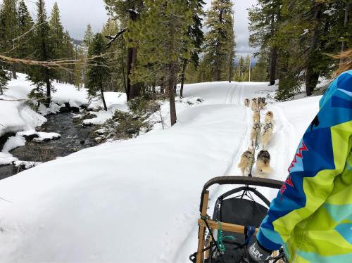A dog sled team travels through a snowy forest, with a stream visible nearby and a person guiding the sled.
