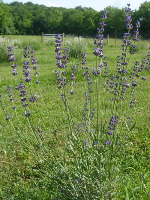 A cluster of lavender flowers stands tall in a grassy field, surrounded by greenery and a distant fence.