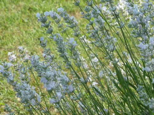 A close-up of delicate white flowers swaying gently in the breeze, set against a green grassy background.