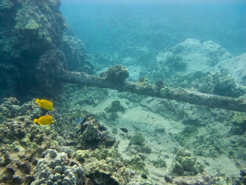 Underwater scene featuring coral formations, a wooden log, and colorful fish swimming among the rocks.