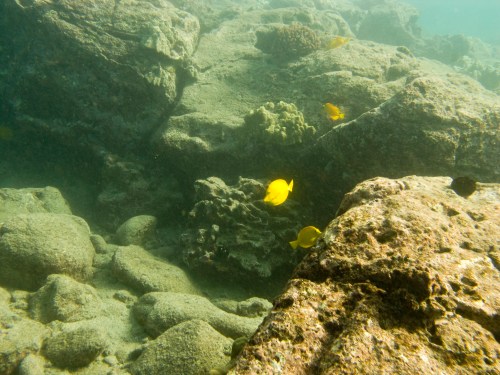 Underwater scene with rocky terrain and vibrant yellow fish swimming among the stones and coral.