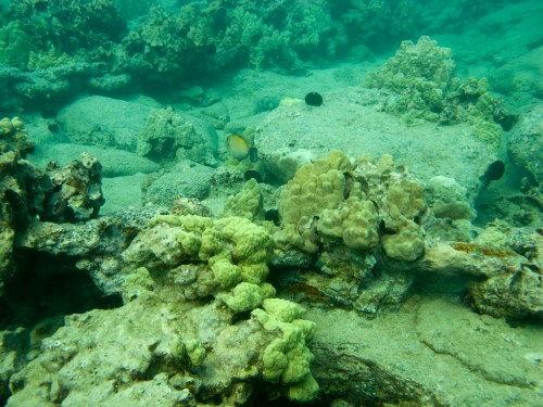 Underwater scene featuring coral formations and a small fish swimming among rocky seabed.