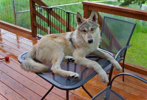 A wolf-like dog lounging on a metal table on a wooden deck, surrounded by green grass and a fence.