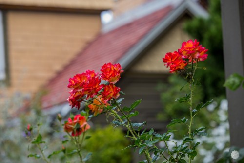Vibrant red and orange roses bloom in a garden, with a blurred house and greenery in the background.