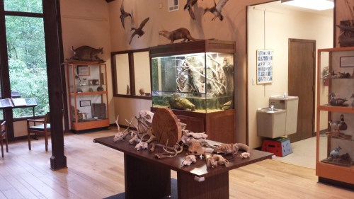 A natural history exhibit featuring mounted animals, a display case with specimens, and a table of animal skulls.